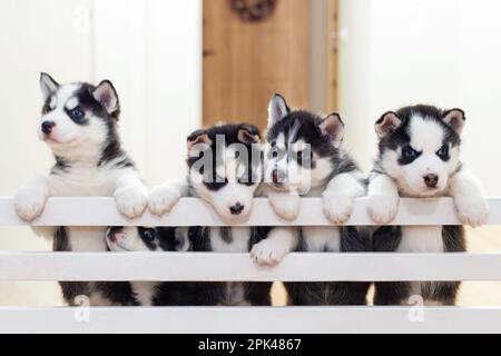 Un gruppo di simpatici cuccioli di Husky siberiani giocano a casa Foto Stock