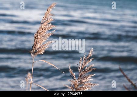 Canna costiera asciutta su fondo acqua blu sfocato, foto naturale con messa a fuoco selettiva Foto Stock