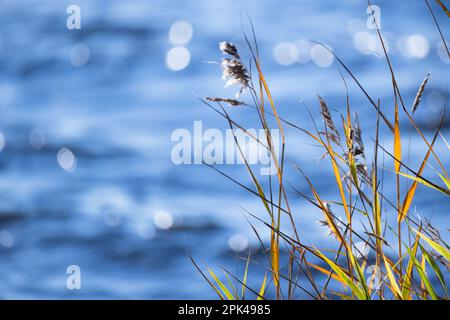 Canna costiera in una giornata di sole. Foto di sfondo naturale con messa a fuoco morbida selettiva Foto Stock