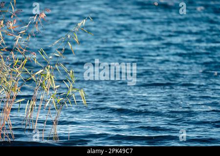 La canna costiera sventolando sul vento in una giornata di sole estate. Foto di sfondo naturale con messa a fuoco morbida selettiva Foto Stock