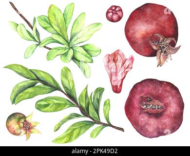 Acquerello illustrazione di un insieme di succosa melograni rosso borgogna di diverse dimensioni, ramo con foglie verdi, fiore rosso isolato su sfondo bianco Foto Stock