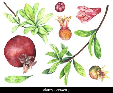 Acquerello illustrazione di un insieme di succosa melograni rosso borgogna di diverse dimensioni, ramo con foglie verdi, fiore rosso isolato su sfondo bianco Foto Stock