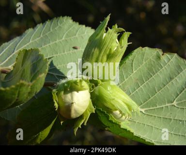 Le noci maturano sul ramo della cespuglio di nocciola Foto Stock