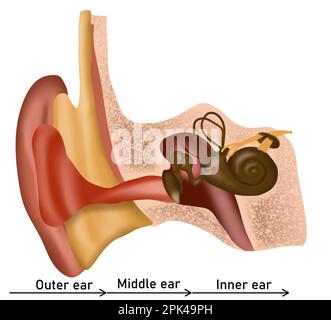 Anatomia dell'orecchio umano su sfondo bianco. Illustrazione Foto Stock