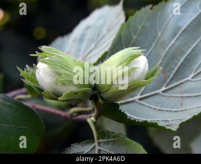 Le noci maturano sul ramo della cespuglio di nocciola Foto Stock