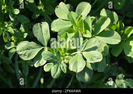 Nel campo primaverile cresce la giovane erba medica Foto Stock