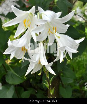 I gigli fioriscono in un letto di fiori nel giardino Foto Stock