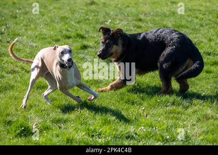 Cucciolo di pastore tedesco che gioca con un Whippet in rapido movimento in un parco sotto il sole di primavera. Foto Stock