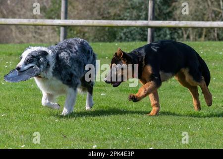 Cucciolo di pastore tedesco e un adulto Blue Merle Border Collie divertirsi in un campo all'aperto con un coperchio di plastica per un frisbee. Foto Stock
