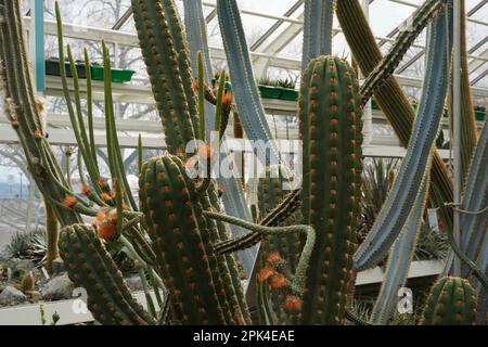 Gambi di cactus in latino chiamato echinopsis clavata con fiori d'arancio che crescono in giardino botanico. Composizione cactus crescere in forma di albero. Foto Stock