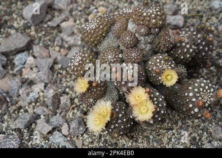 Gruppo di cactus Eriosyce odieri ssp. glabrescens in fiore. L'imbuto giallo come fiori vicino all'apice contrasta con il colore verde brunastro. Foto Stock