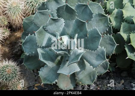 Giovane pianta di agave, in latino è chiamata Agave isthemensis. La vista ad angolo alto mostra la disposizione a rosetta o a rosetta delle foglie frastagliate. Foto Stock