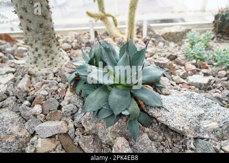 Giovane pianta di agave, in latino è chiamata Agave isthemensis. La vista ad angolo alto mostra la disposizione a rosetta o a rosetta delle foglie frastagliate. Foto Stock