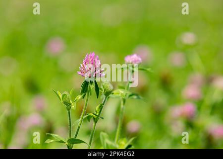 Pianta di erba medica con fiore viola in pascolo. Coprire il concetto di coltivazione di prodotti, foraggi e fieno. Foto Stock