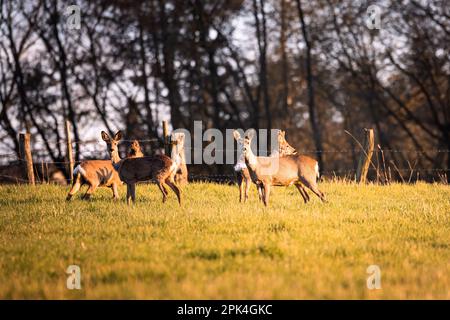 Branco di cervi su un campo verde con una foresta sullo sfondo nella calda luce del tramonto in Germania, Europa Foto Stock