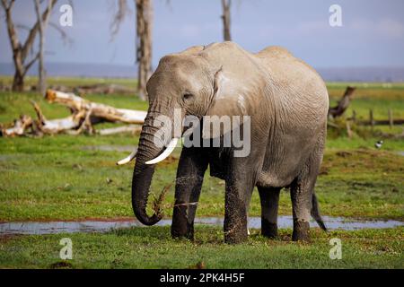 Elefante africano (Loxodonta africana) in piedi in palude, alimentazione. Amboseli, Kenya Foto Stock