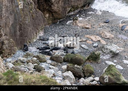 Una colonia di foche grigie Halichoerus grypus tirato fuori sulla spiaggia e sgualcire in una baia appartata nel Galles del Nord durante la stagione di allevamento Foto Stock