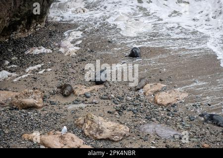 Cinque foche grigie adulte Halichoerus grypus tirato fuori dall'acqua vicino alla marea sulla ghiaia di una baia isolata nel Galles del Nord Foto Stock