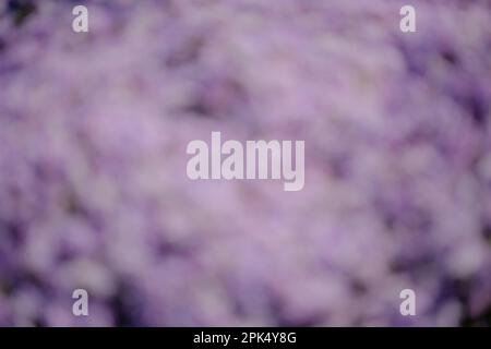 Immagine orizzontale di uno sfondo di fiori viola sfocato con spazio di copia. Foto Stock