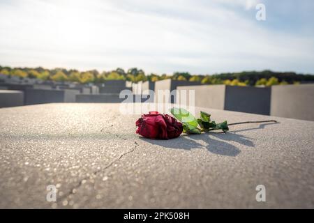Rosa al memoriale agli ebrei assassinati d'Europa - Berlino, Germania Foto Stock