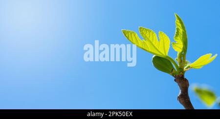 Germogli di fichi e fichi verdi in primavera tempo soleggiato Foto Stock