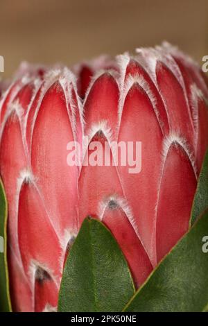 Primo piano Flower Protea su sfondo scuro. Bellissimo re protea fiore in fiore. Foto verticale di alta qualità Foto Stock