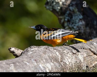 Baltimora oriole (Icterus gambula) nella foresta di nubi, Savegre, Costa Rica Foto Stock