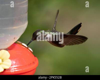 Colibrì di vulcano (Selasforo flammula) nella foresta di nubi, Savegre, Costa Rica Foto Stock