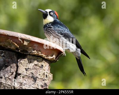 Picchio di Acorn (Melanerpes formicivorus) a Savegre, Costa Rica Foto Stock