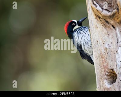 Picchio di Acorn (Melanerpes formicivorus) a Savegre, Costa Rica Foto Stock