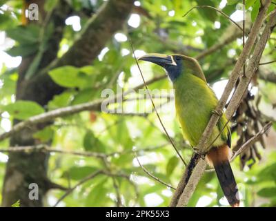 toucanet smeraldo settentrionale (Aulacorhynchus prasinus) in foresta nuvolosa, Savegre, Costa Rica Foto Stock