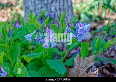 Clumps delle bluebells della virginia che emergono nella foresta appena cominciando ad aprirsi con la vista di closeup dei fiori da blu scuro a viola di fronte ad un albero in sp presto Foto Stock