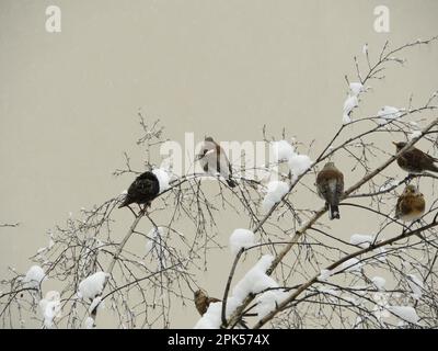 gli uccelli neri si congelano seduti sui rami sulla neve bianca in inverno Foto Stock