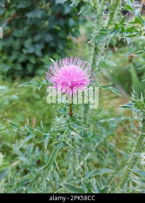 Fiori e foglie su un grande cespuglio di burdock. Foto di alta qualità Foto Stock