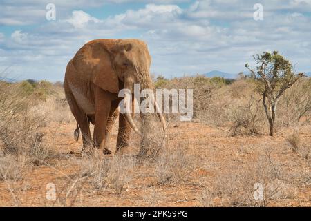 Elefante africano di toro (Loxodonta africana), chiamato Umoja dal trust di Amboseli per gli elefanti. Foto Stock