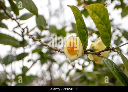 Camellia petelotii o camellia dorata o camellia chrysantha o camellia nitidissima ramo vegetale con fiori gialli cerosi. Foto Stock