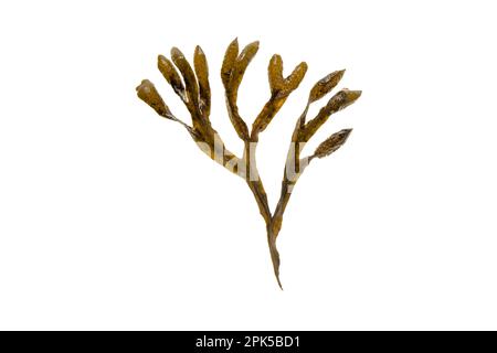 Fucus vesiculosus, straccio vescicale, codolo nero, uva di mare, fucus vescicale, rovere di mare, erbacce tagliate, fucus tinti, fucus rosso o stracro di roccia bruno smarino Foto Stock