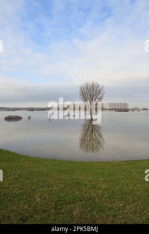 Ampio panorama aperto... Basso Reno (alluvione invernale 2020/2021), albero solitario in mezzo a prati allagati Foto Stock