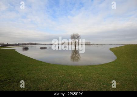 Ampio panorama aperto... Basso Reno (alluvione invernale 2020/2021), albero solitario in mezzo a prati allagati Foto Stock