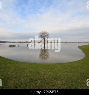 Ampio panorama aperto... Basso Reno (alluvione invernale 2020/2021), albero solitario in mezzo a prati allagati Foto Stock