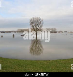 Ampio panorama aperto... Basso Reno (alluvione invernale 2020/2021), albero solitario in mezzo a prati allagati Foto Stock