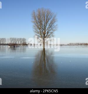 fermo e rigido... Basso Reno (alluvione invernale 2020/2021), albero solitario in piedi nel mezzo di un ampio paesaggio di ghiaccio e gelo Foto Stock