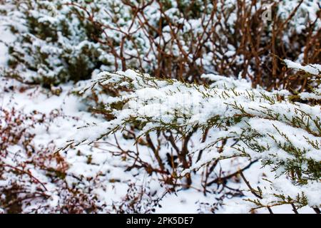 Struttura astratta sfondo di piante di ginepro del Danubio blu coperte di neve profonda in inverno, con spazio copia Foto Stock