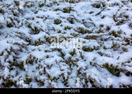 Trama astratta sfondo di Juniperus horiortalis Moench piante innevate in inverno, con spazio copia Foto Stock