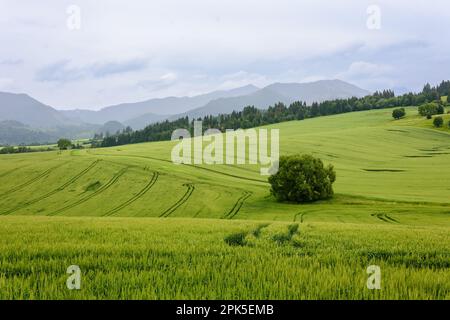 Paesaggio con un albero solitario in un campo con grano verde. Sullo sfondo dei monti tatra, in una giornata nuvolosa e piovosa Foto Stock