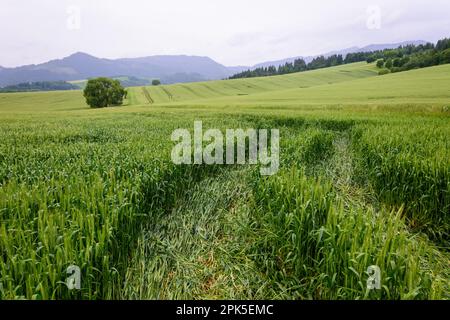 Paesaggio con un albero verde solitario in un campo verde e strada di campagna. Sullo sfondo dei monti tatra, in una giornata nuvolosa e piovosa. Foto Stock