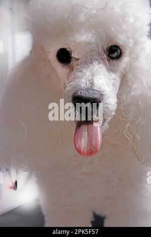 Ritratto di un barboncino bianco. Isolato sullo sfondo in Studio Foto Stock