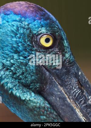 Un'immagine di primo piano di una magnifica cicogna femminile a collo nero con occhi gialli luminosi e un piumaggio luminoso e scintillante. Foto Stock