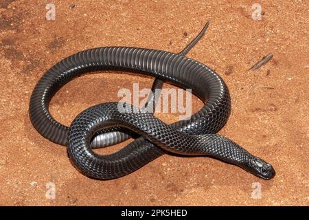 Serpente nero australiano dalle ventose decorazioni blu che mostra le scale del ventre Foto Stock