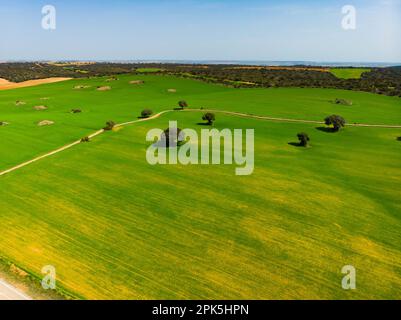 Vista aerea del drone. Castilla-la Mancha campi verdi agricoli Foto Stock